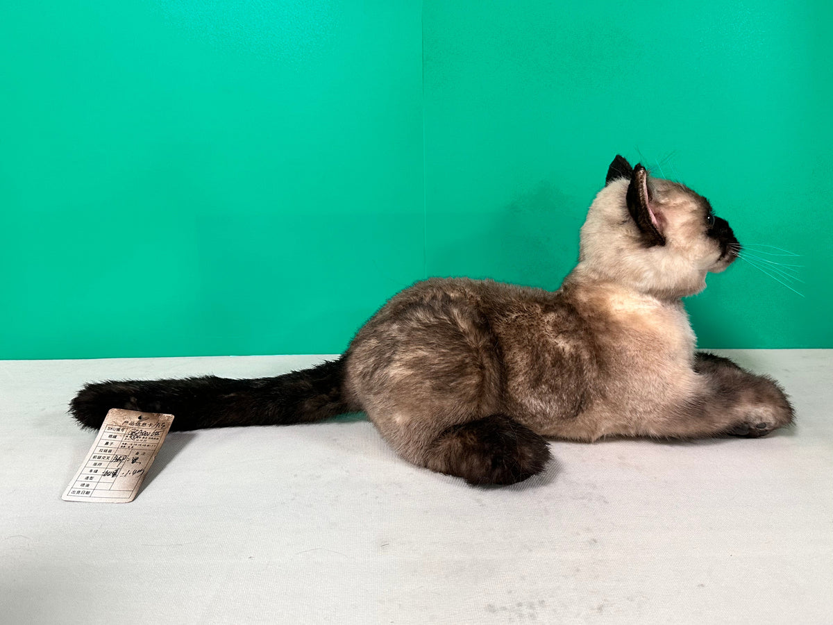 Weighted Handmade Life-Size Siamese Cat Plush – Companion & Memorial