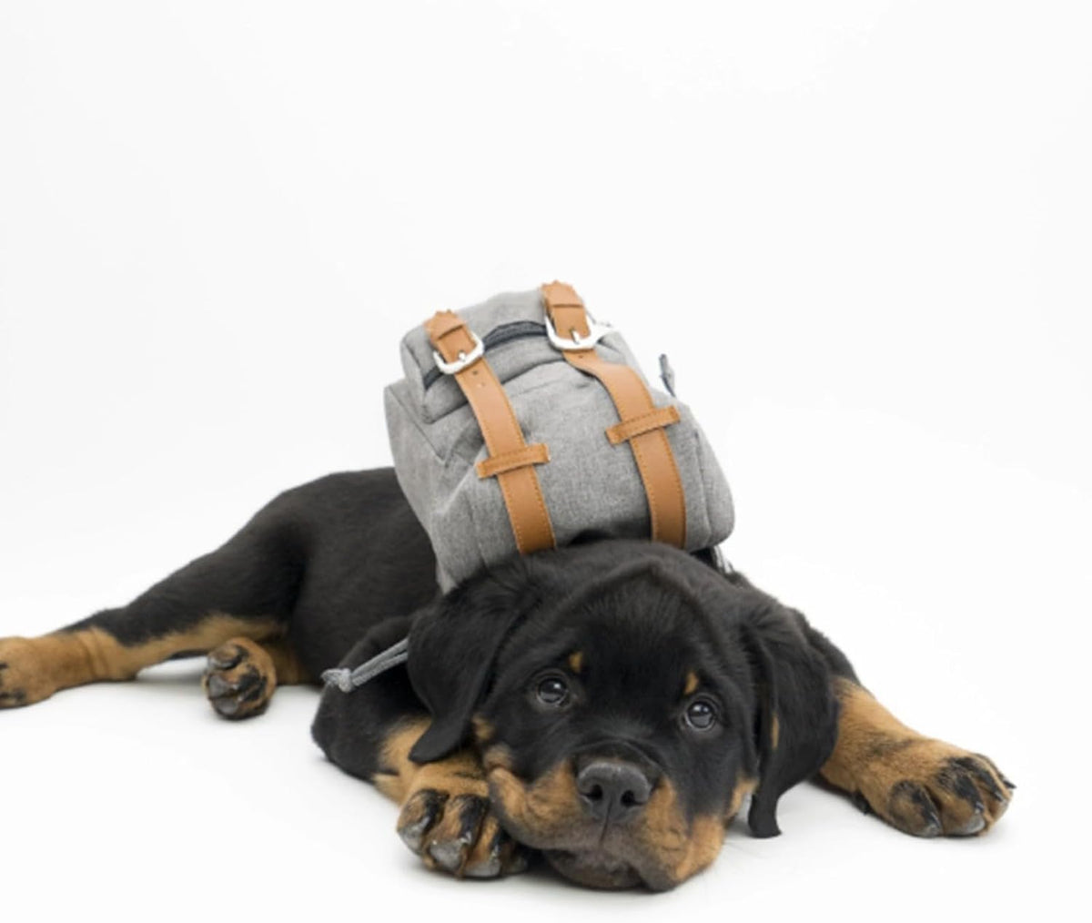 Snootie’s Gray Mini Dog Backpack with Waste-Bag Dispenser
