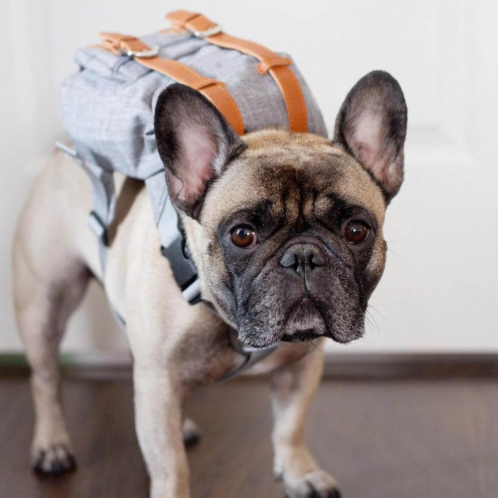 Snootie’s Gray Mini Dog Backpack with Waste-Bag Dispenser