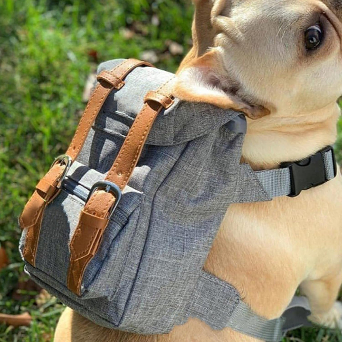 Snootie’s Gray Mini Dog Backpack with Waste-Bag Dispenser
