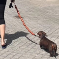 Snootie’s Funny Sausage Dog Leash – Hot Dog Style for Small Pets