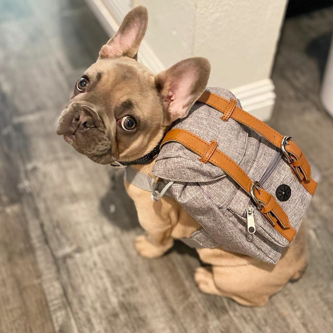 Snootie’s Gray Mini Dog Backpack with Waste-Bag Dispenser