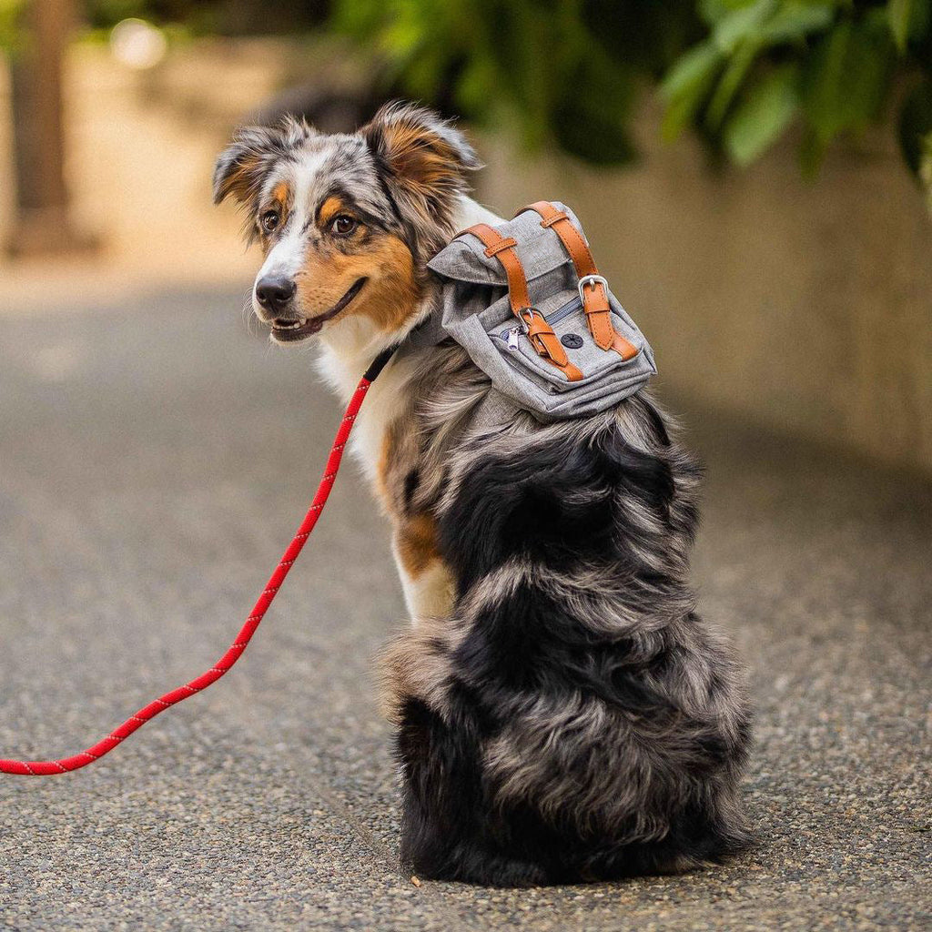 Snootie’s Gray Mini Dog Backpack with Waste-Bag Dispenser