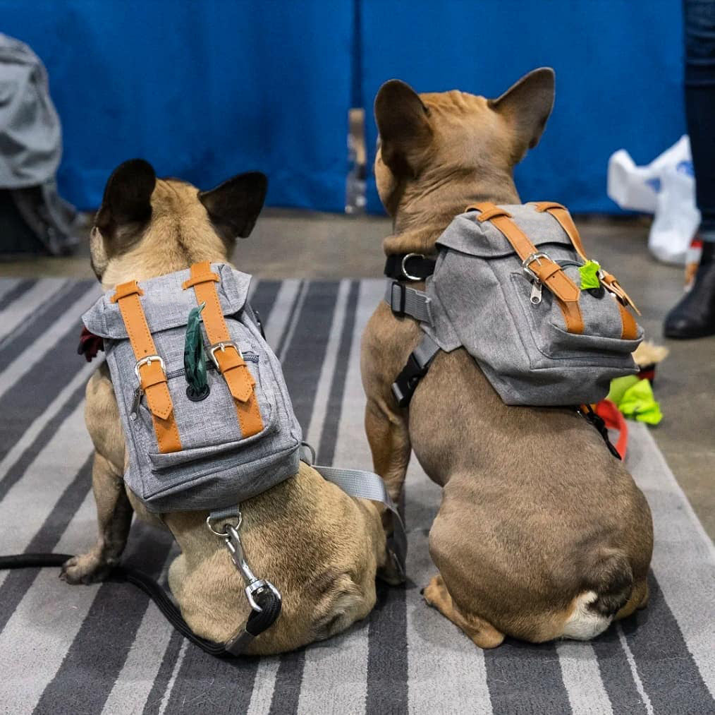 Snootie’s Gray Mini Dog Backpack with Waste-Bag Dispenser