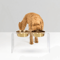 Tall Gold Double Feeder